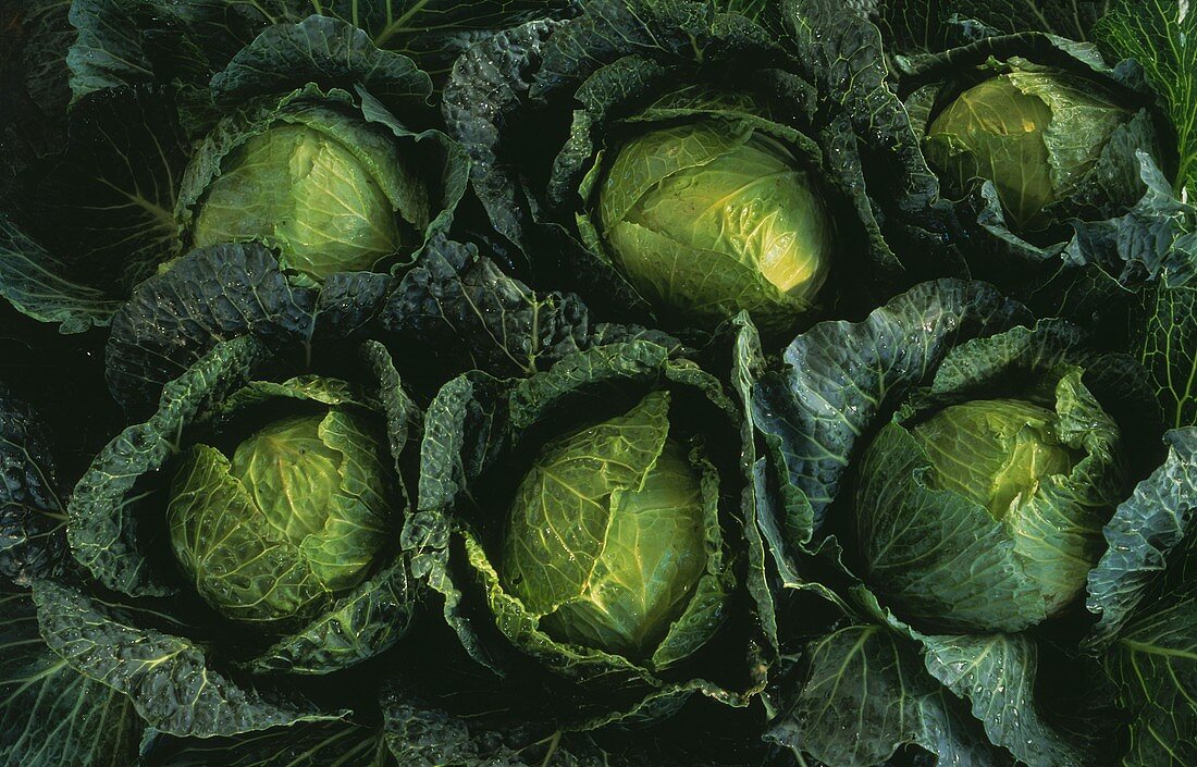Several Whole Heads of Cabbage