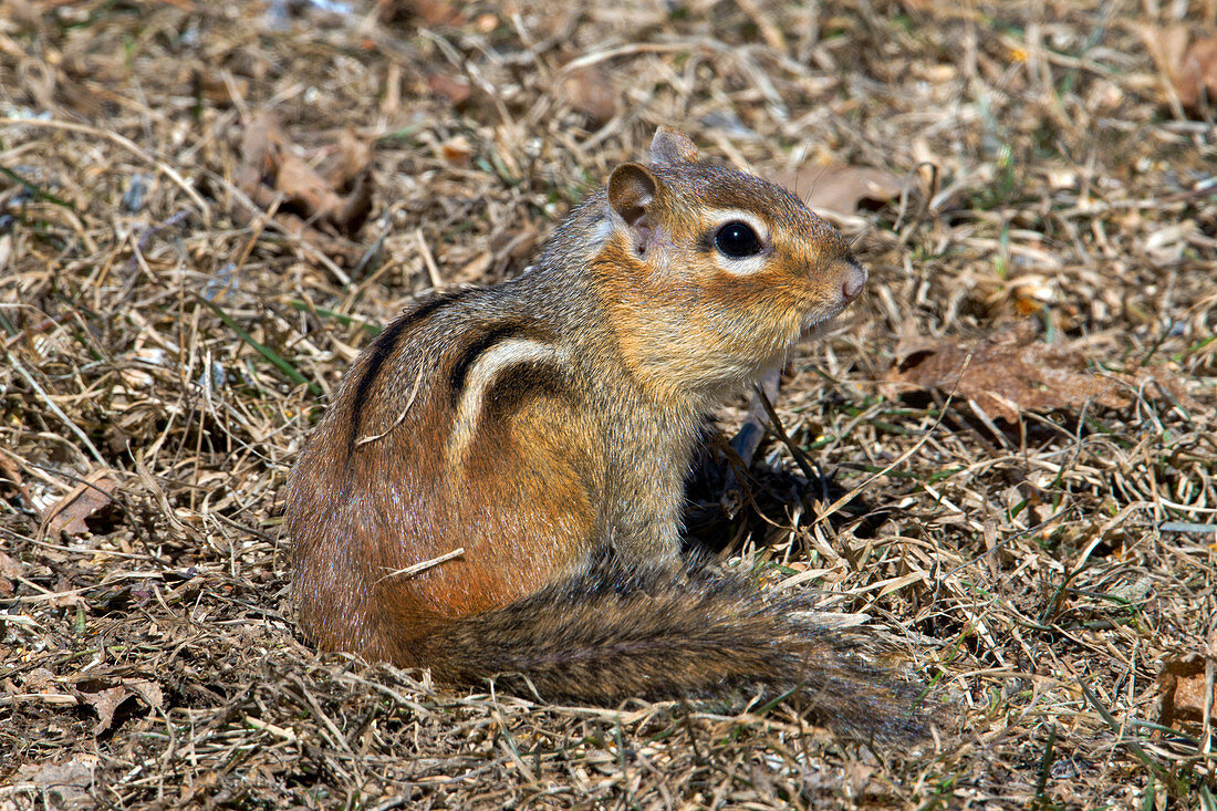 Eastern Chipmunk