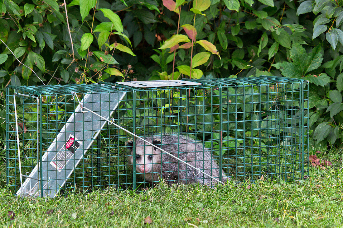 Virginia Opossum in a Live Trap