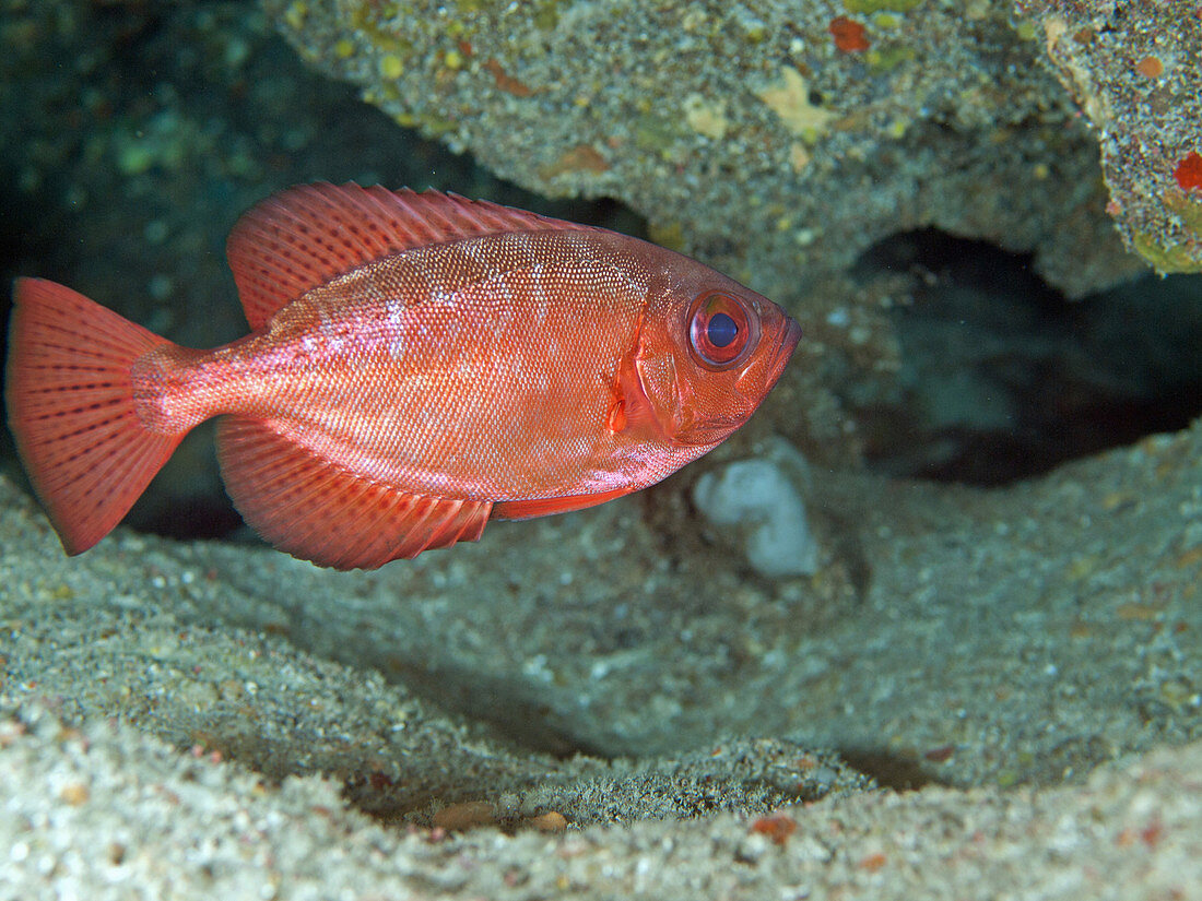 Glass Eye Snapper (Heteropriacanthus cruentatus