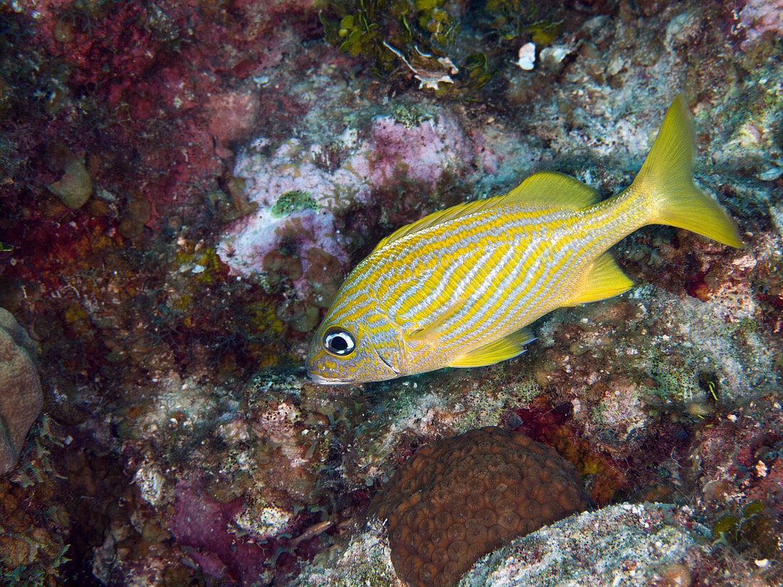 French grunt (Haemulon flavolineatum)