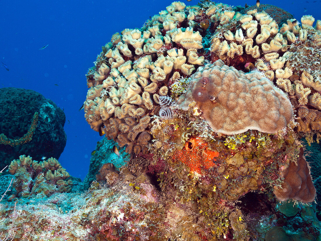 Smooth Flower Coral (Eusmilia fastiginia)
