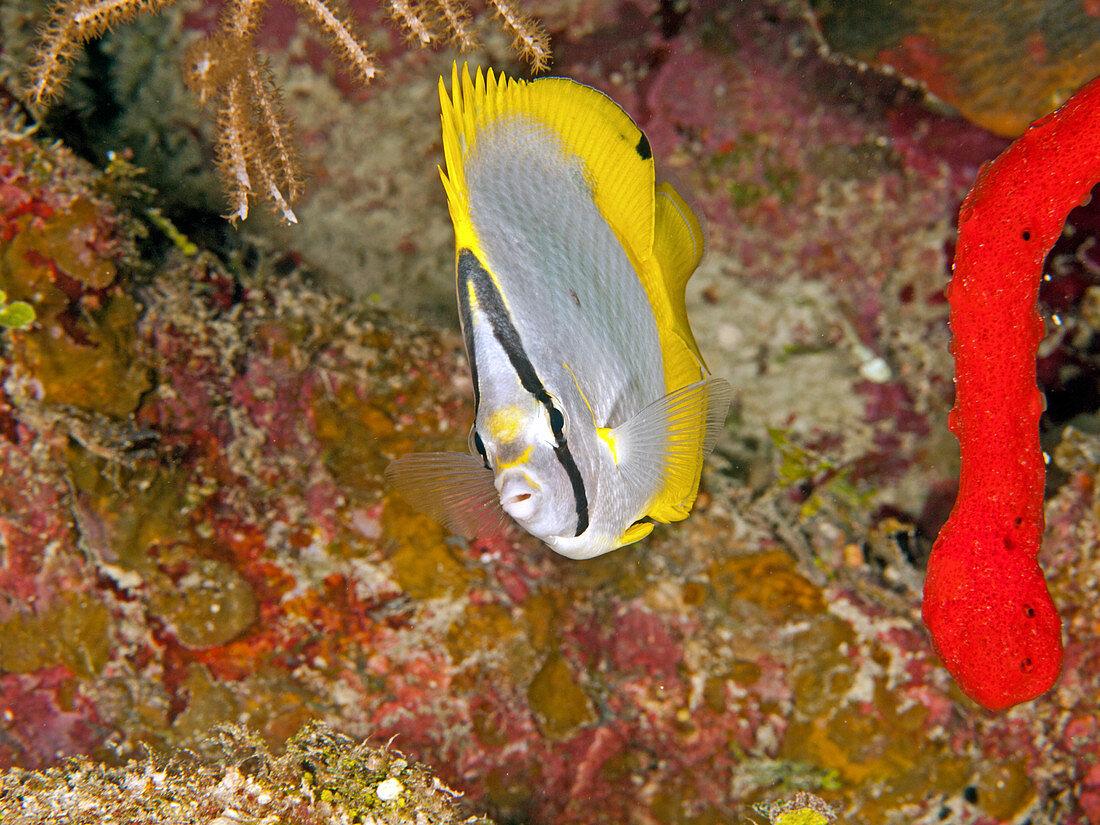 Spotfin butterflyfish (Chaetodon ocellatus)