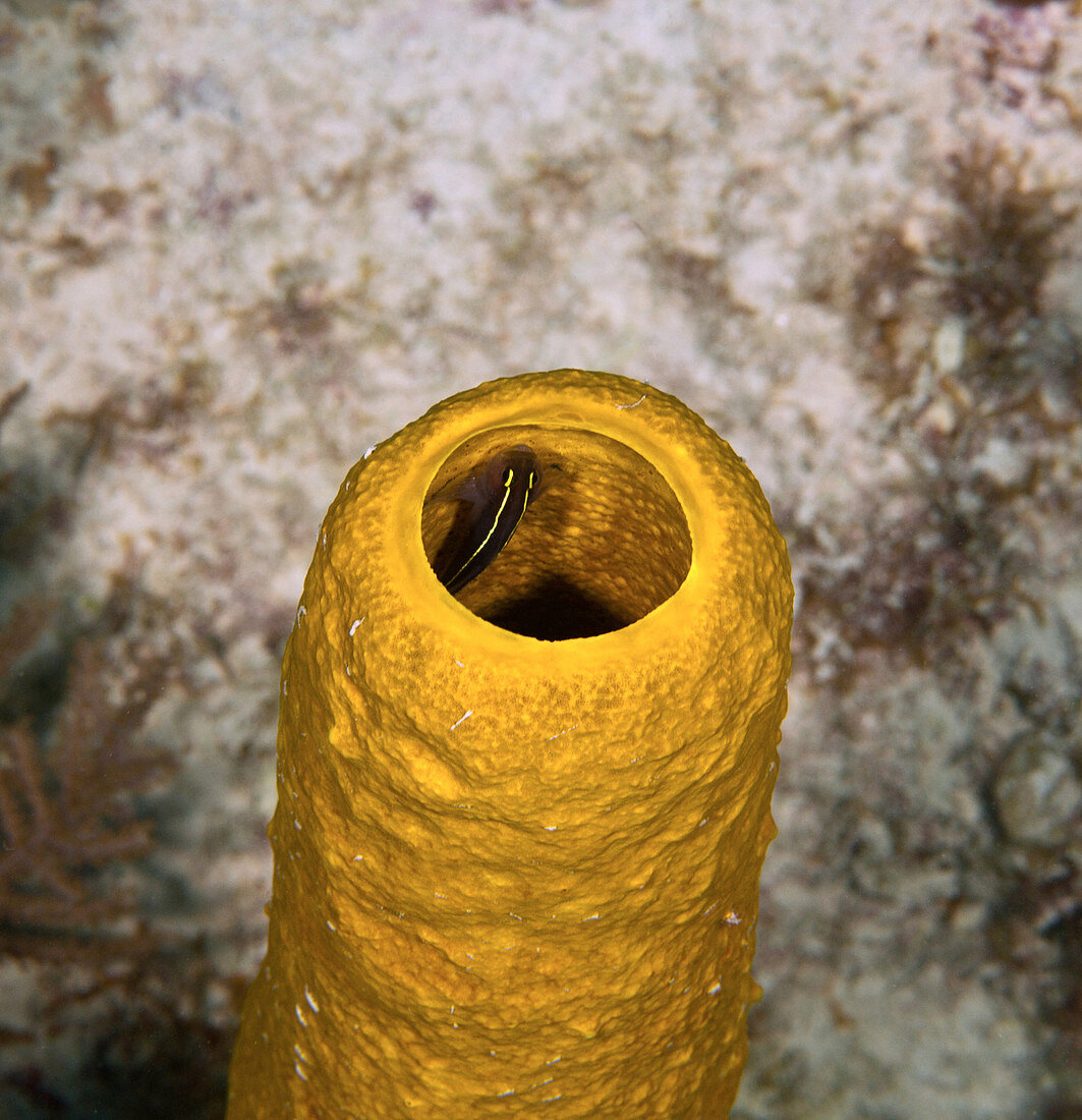 Yellow Tube Sponge with Blenny