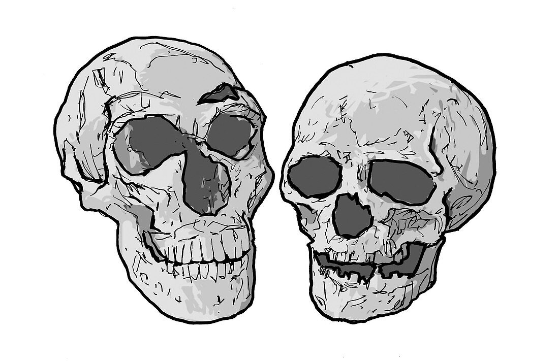 Neanderthal and modern human skulls, illustration