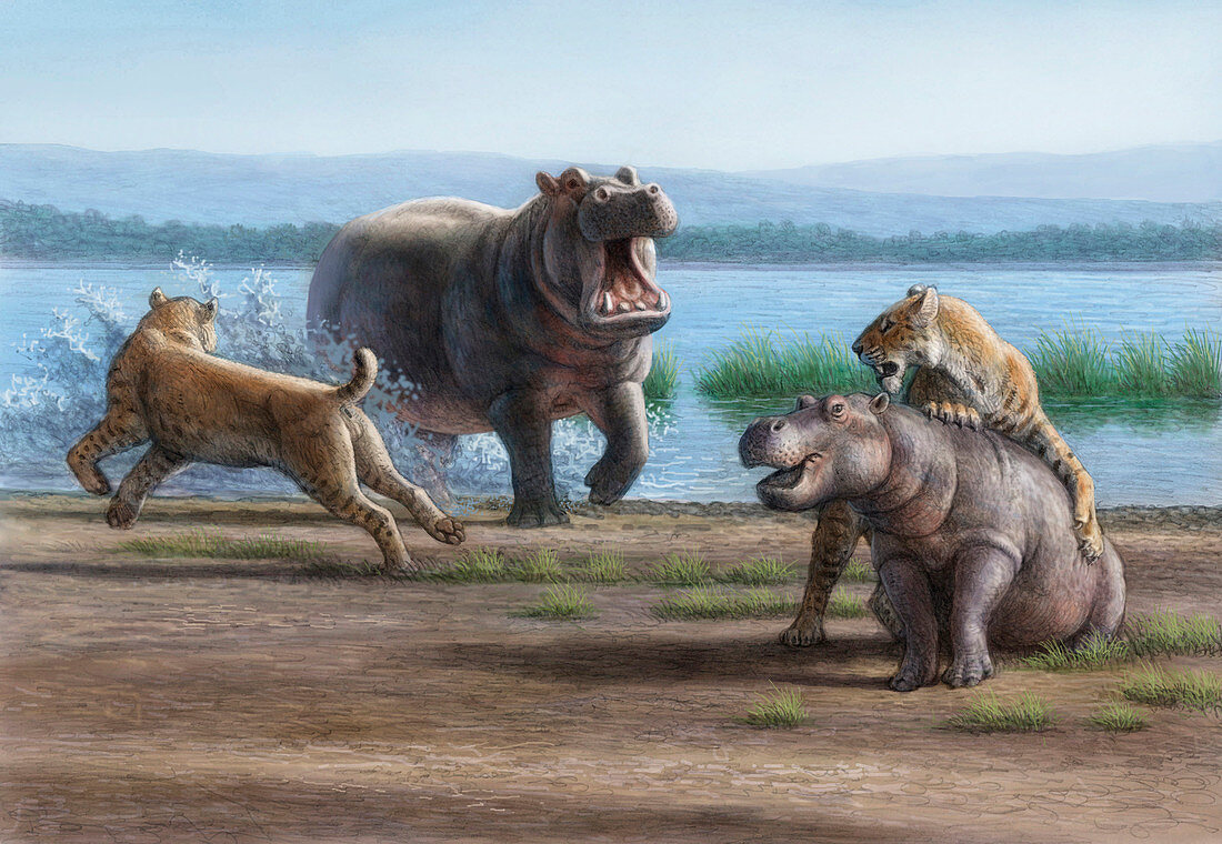 Sabretooth cats and hippopotamus prey, illustration