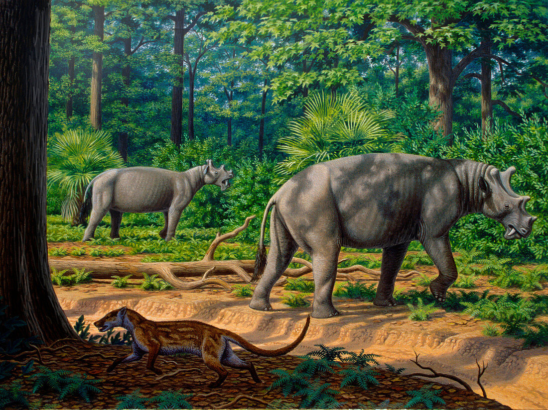 Uintatherium prehistoric mammal, illustration