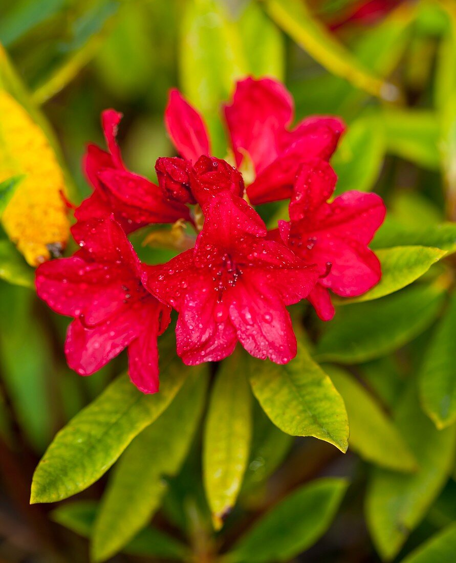 Rhododendron 'Vulcan' flowers