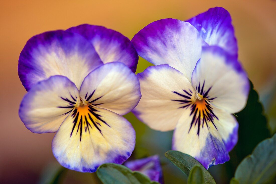 Viola 'Magnifico' flowers