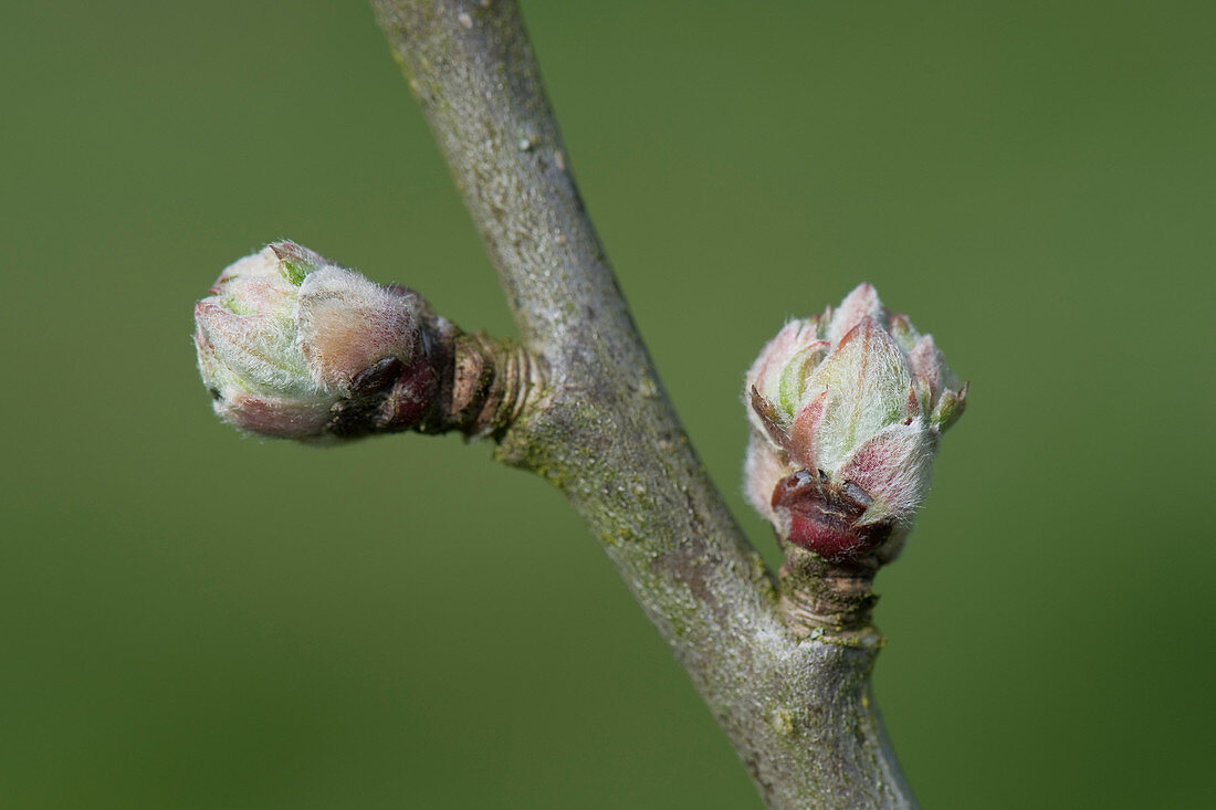 Apple buds swelling in spring
