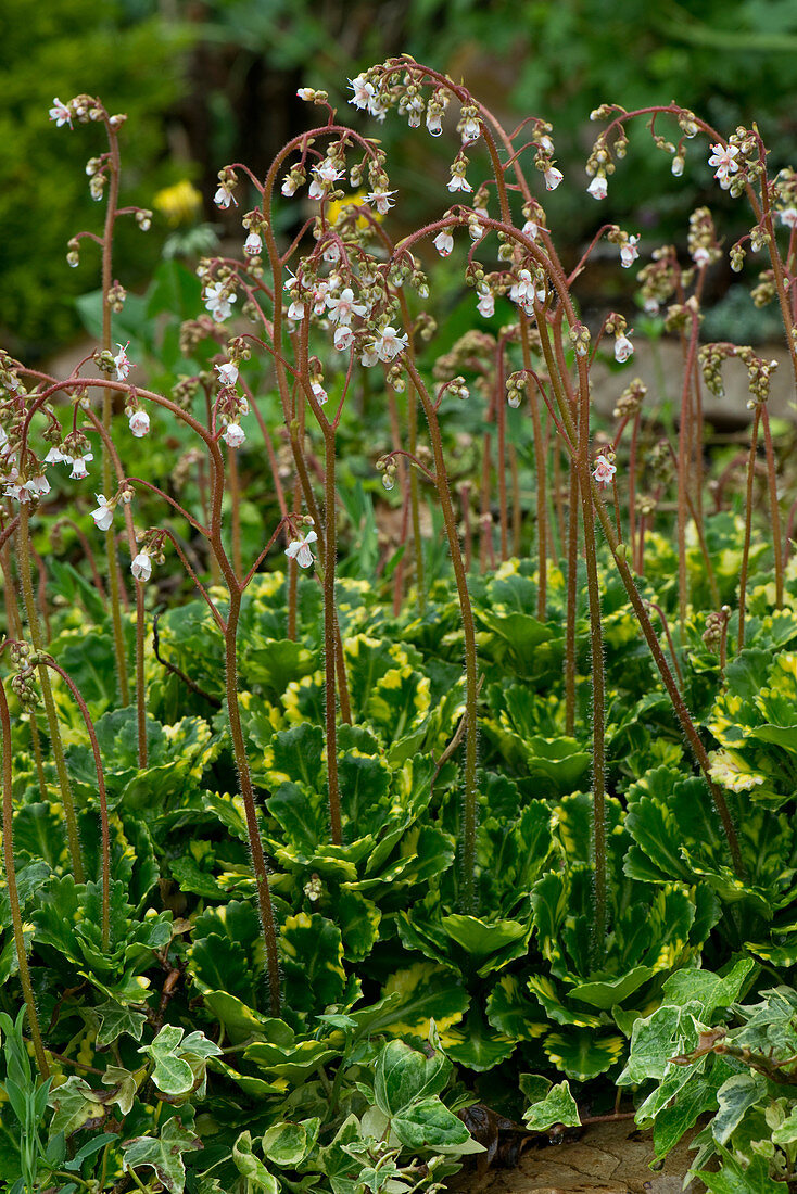 Flowering saxifrage