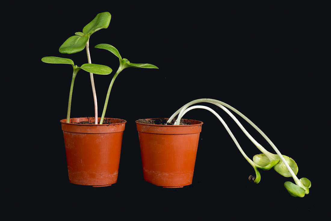 Seedlings with & without light