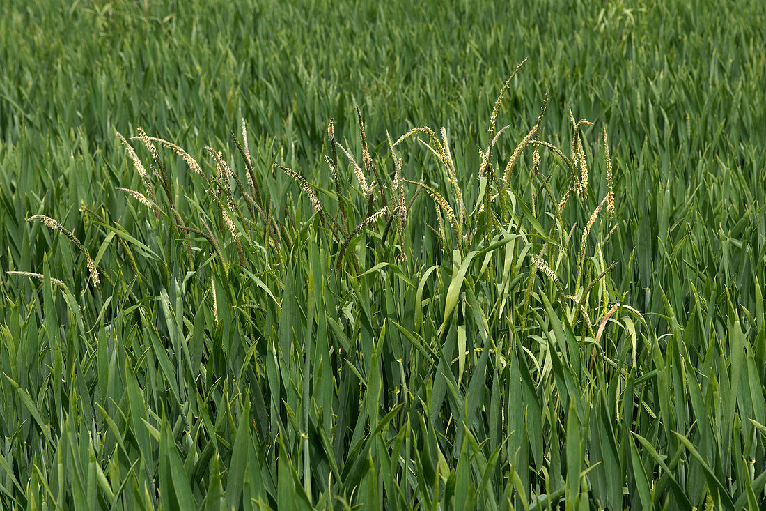 Blackgrass in wheat
