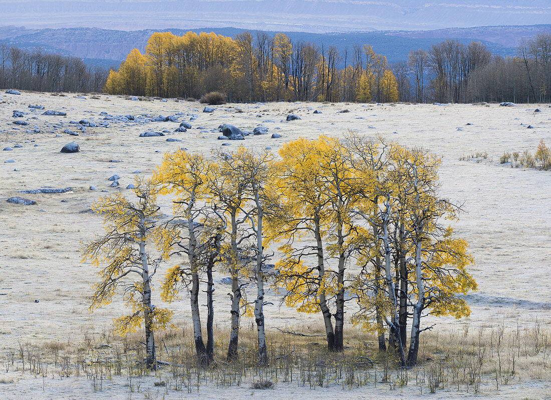 Autumn Quaking Aspens, Utah