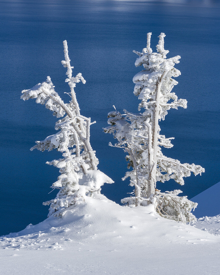 Ice and Hoarfrost Coated Trees, Crater Lake NP, OR