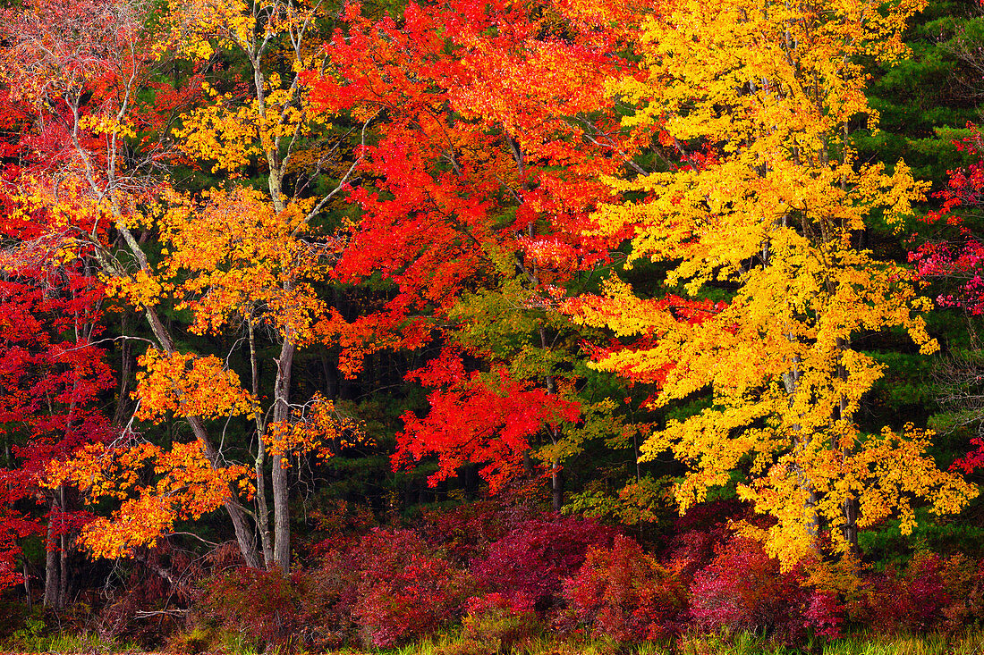 Autumn Foliage