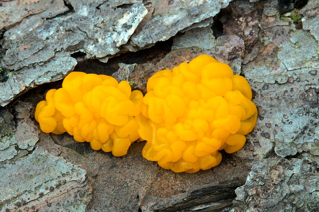 Orange Jelly Fungus