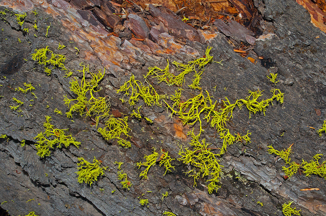 Wolf lichen, Letharia vulpina