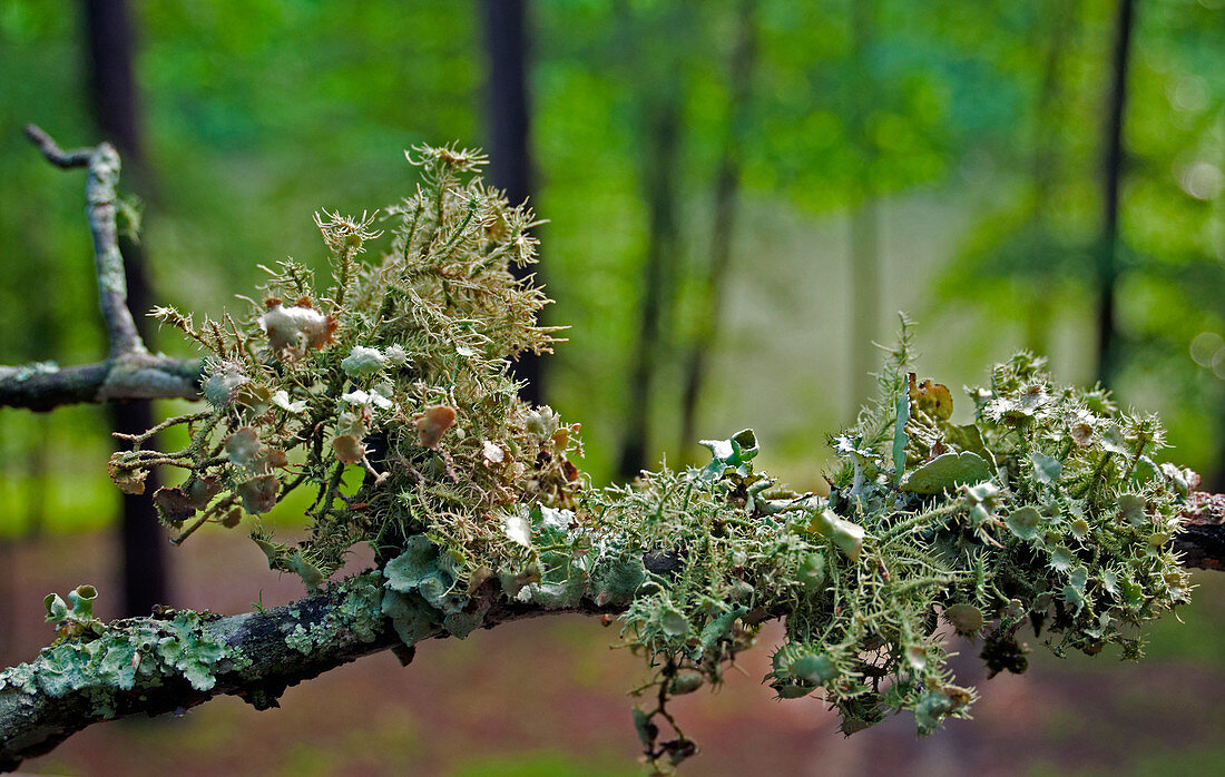 Bushy Beard Lichen, Usnea strigosa