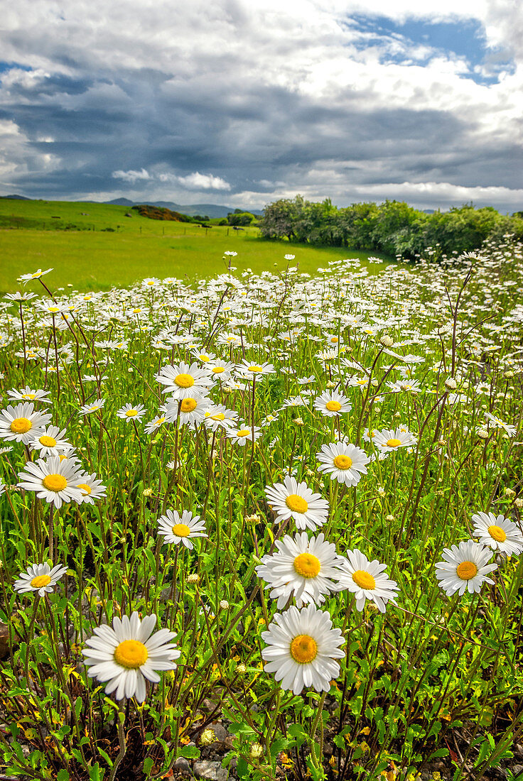 Field of Daisies, Sligo, Ireland