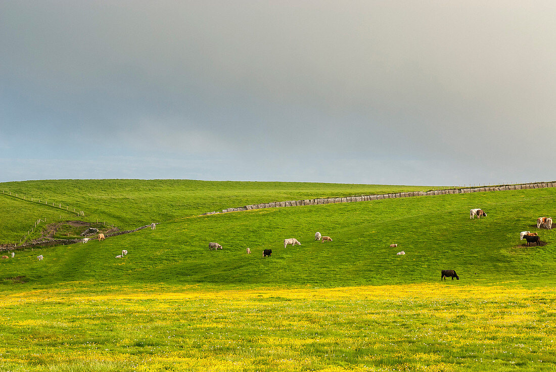 Cattle Grazing, Cliffs Of Moher, Ireland