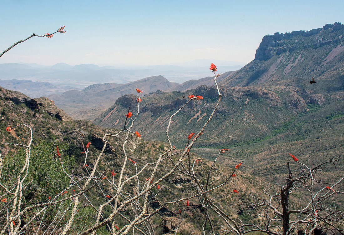 Ocotillo Chisos Mountains, TX