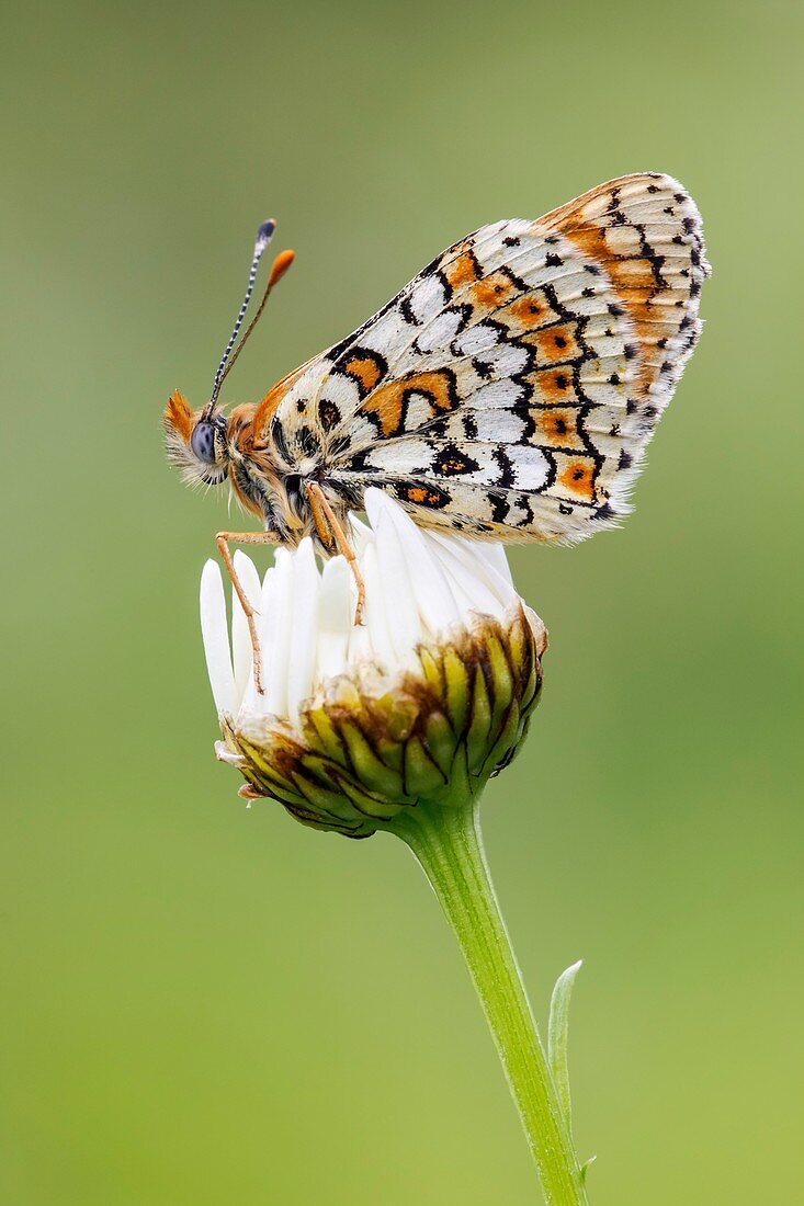 Glanville Fritillary butterfly