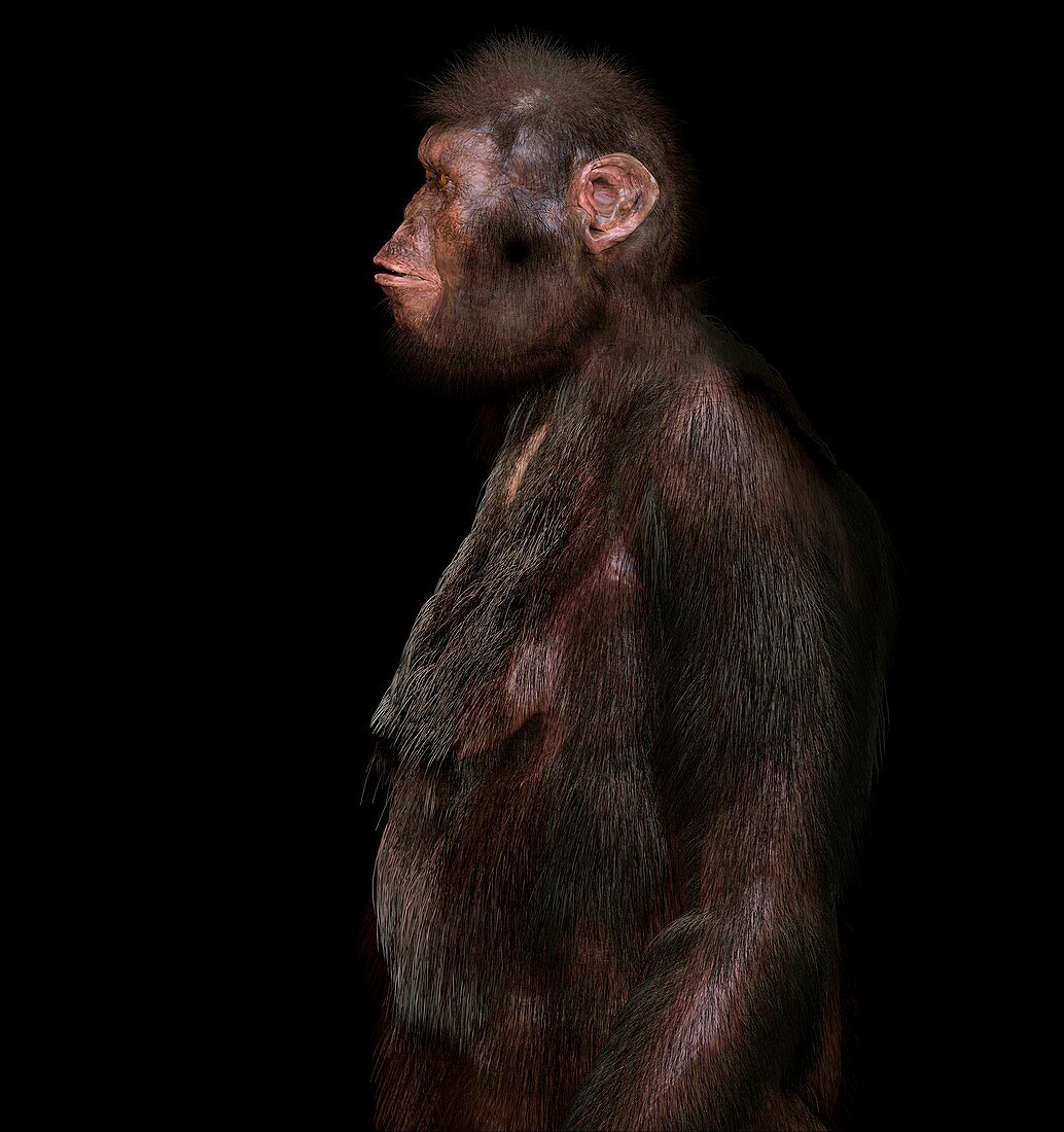 Little foot Australopithecus, illustration