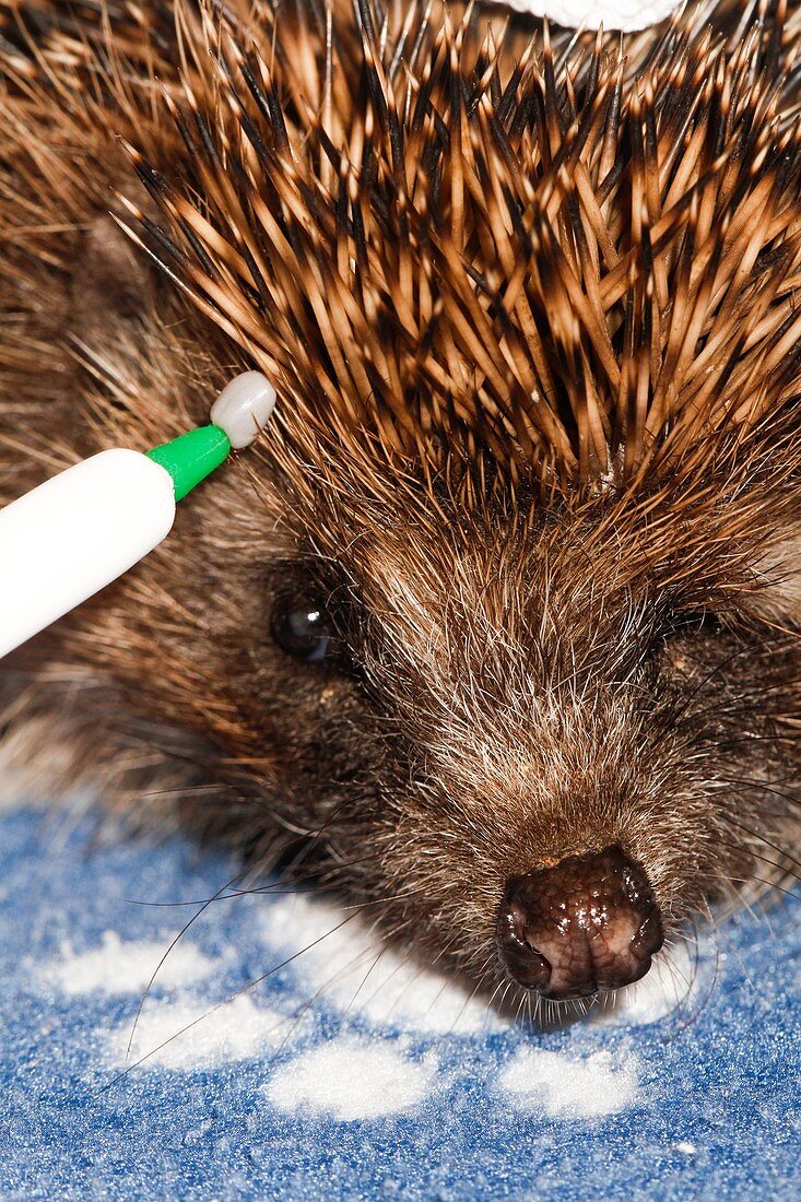 Hedgehog with a tick being removed