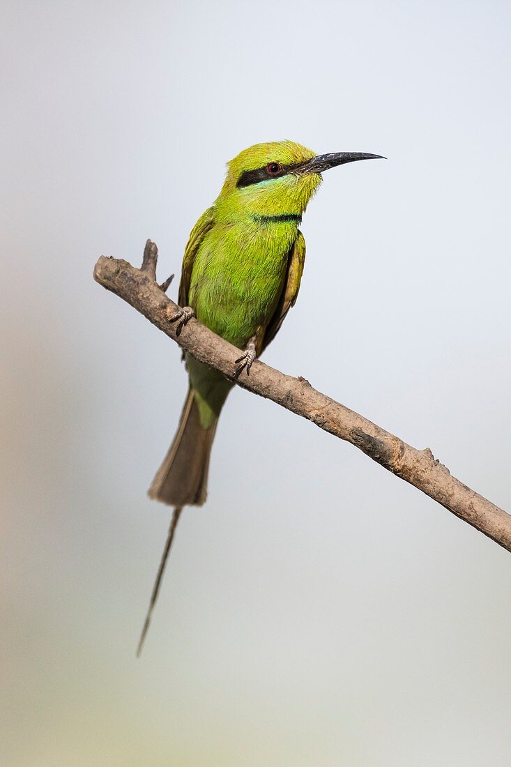 Little Green Bee-Eater