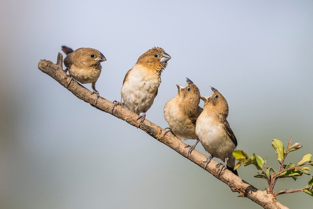 African Silverbill with begging chicks