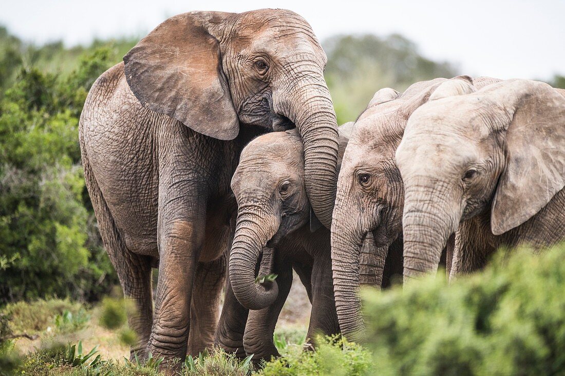 African elephants with tuskless matriarch