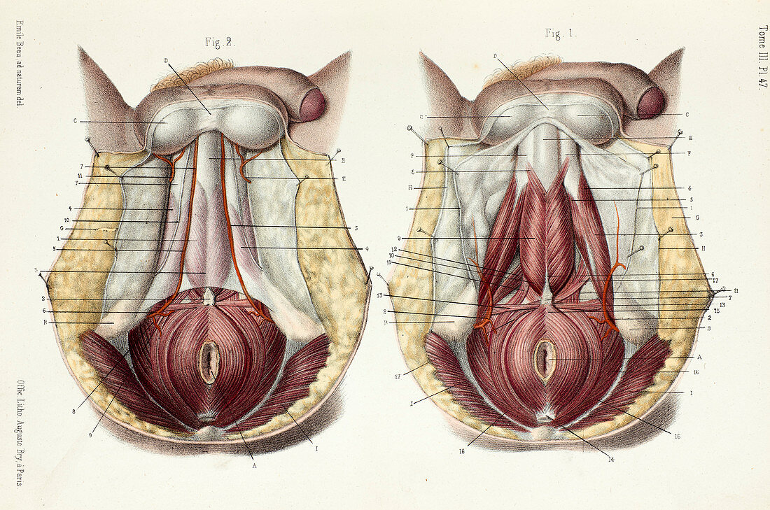 Male perineum anatomy, 1866 illustration