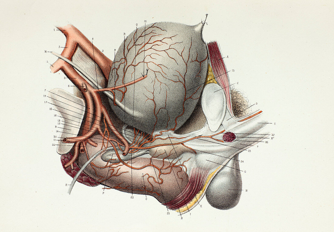 Male pelvic arteries and organs, 1866 illustration