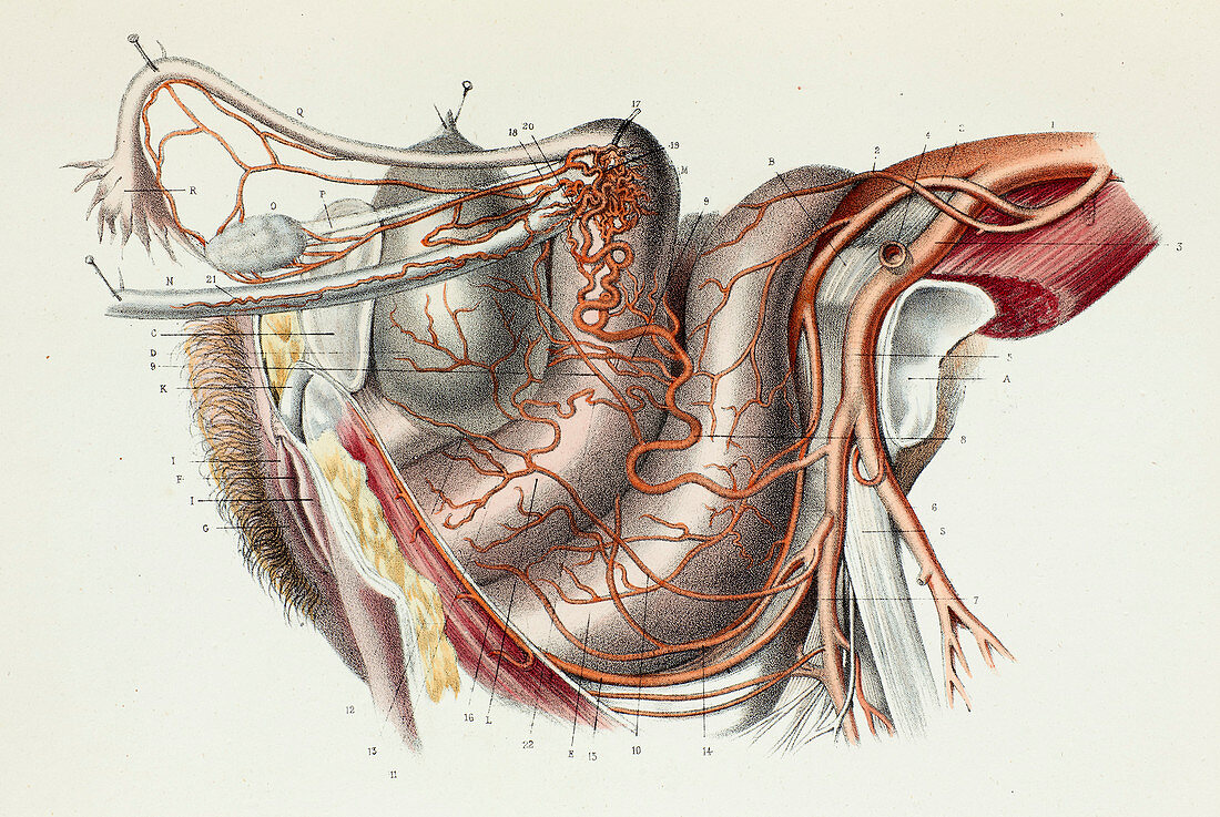 Female pelvic arteries and organs, 1866 illustration
