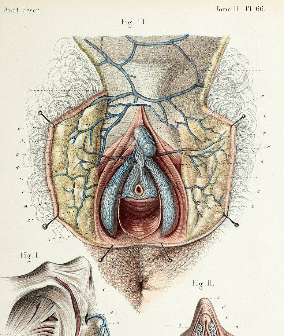 Female clitoral anatomy, 1866 illustration