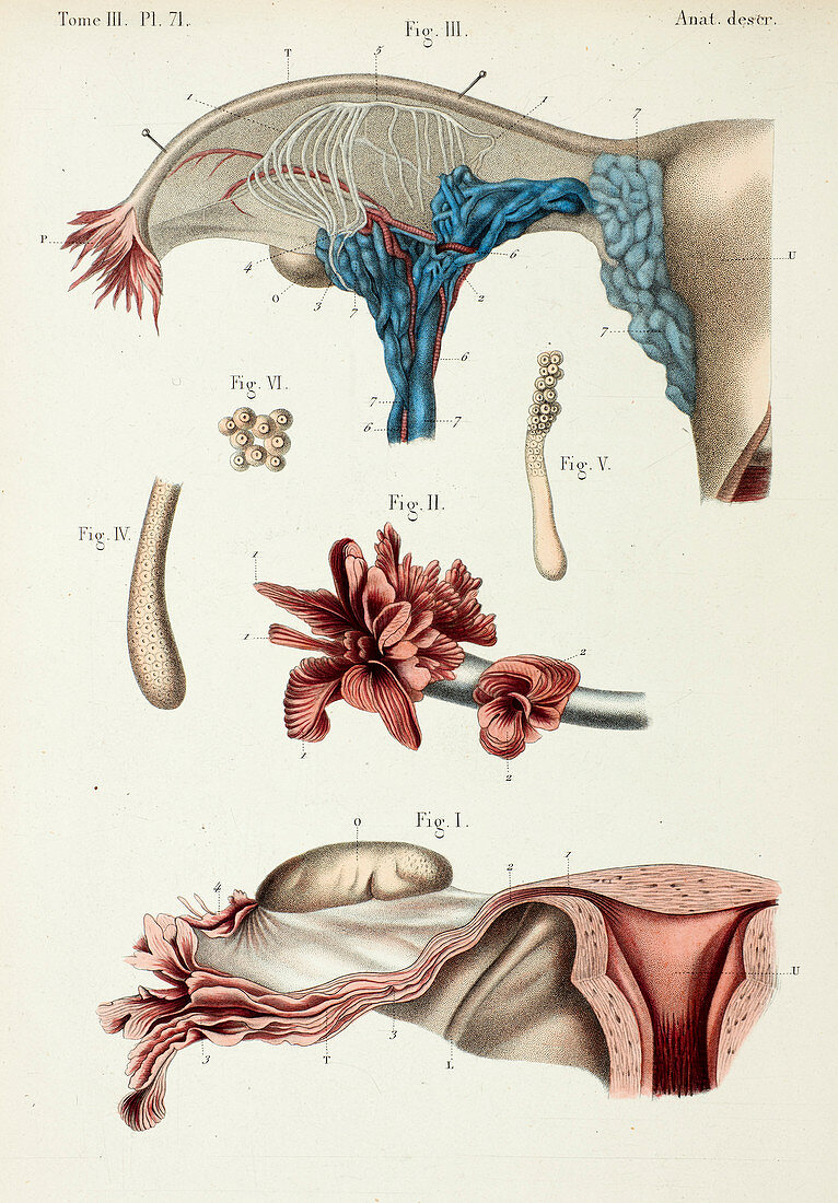 Fallopian tube anatomy, 1866 illustration