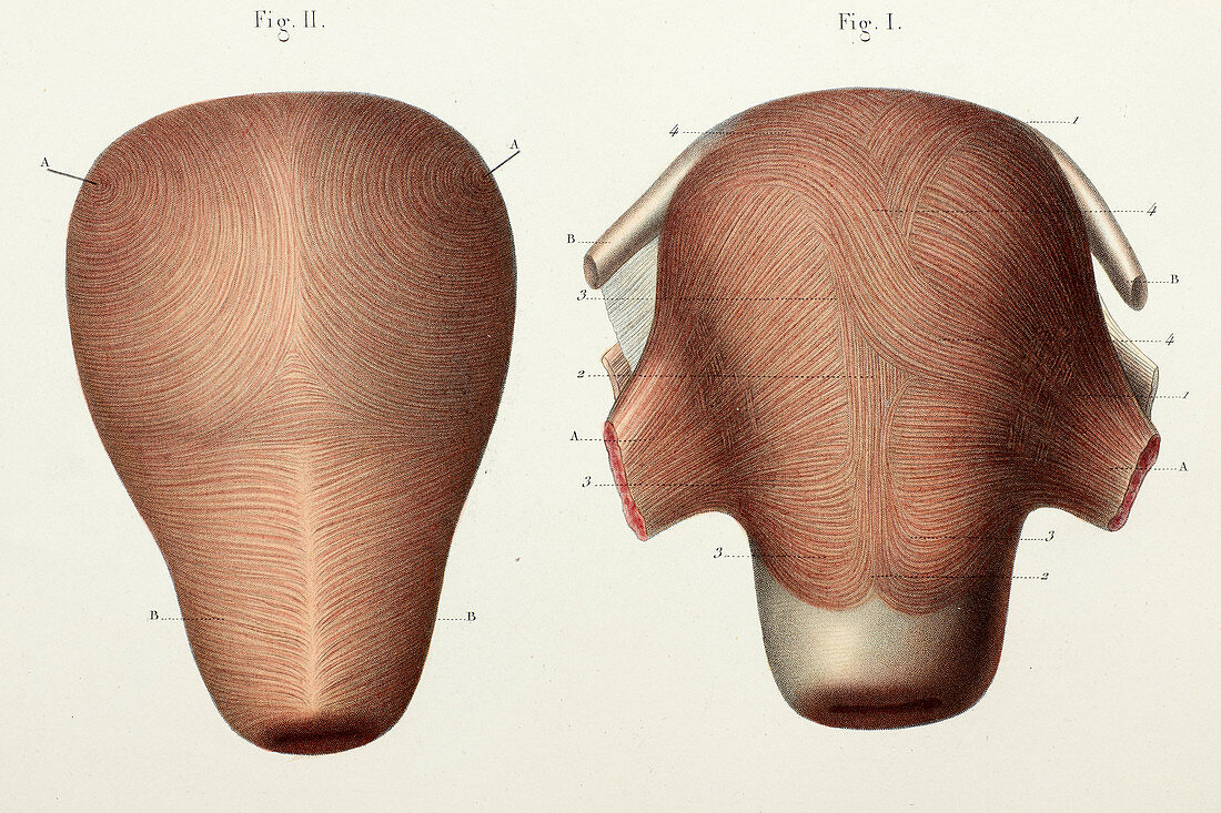 Uterine muscle anatomy, 1866 illustration