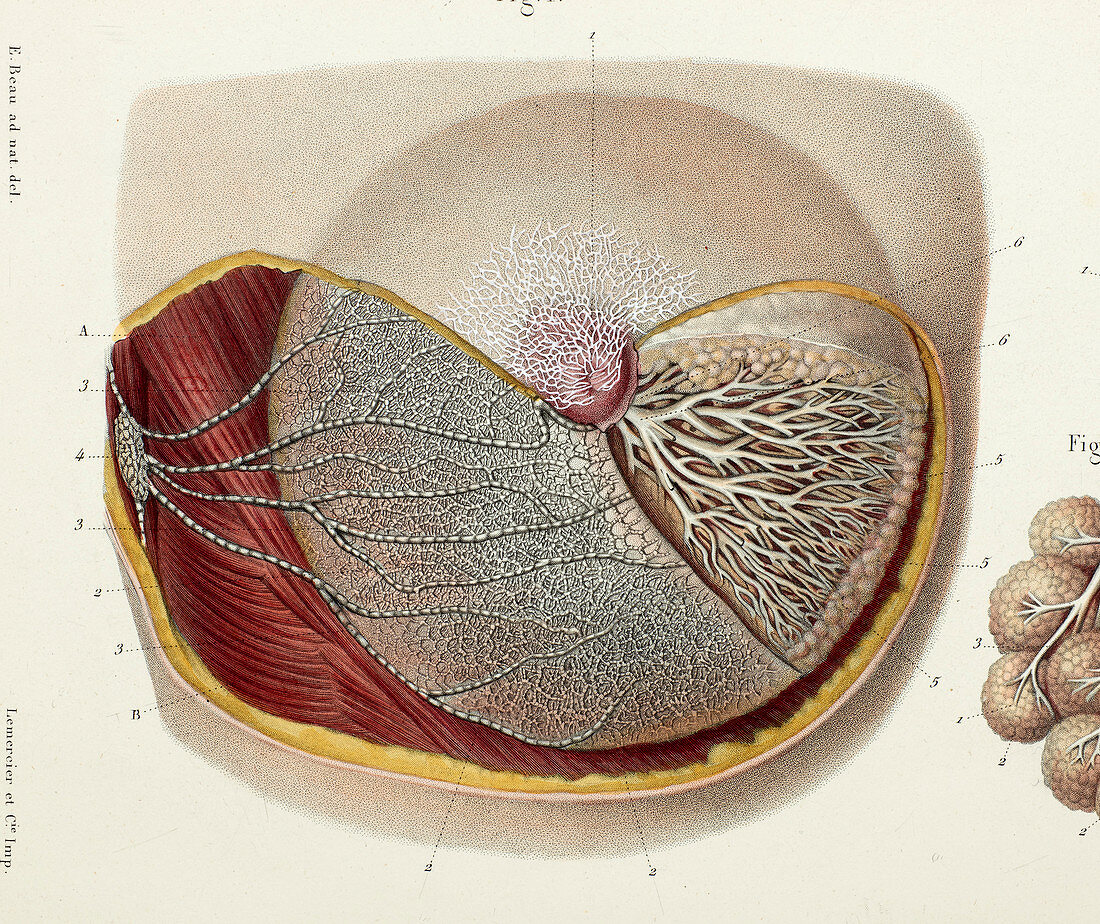 Female breast lymph vessels, 1866 illustration