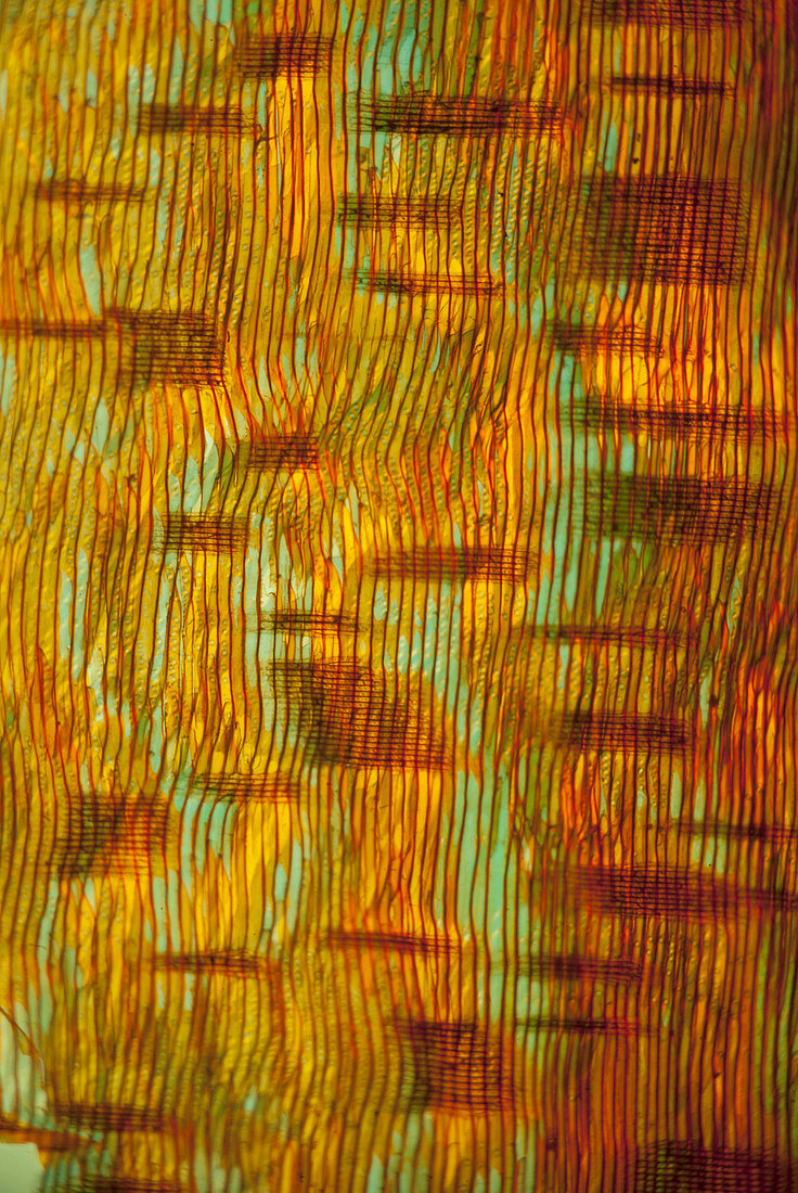 Section of European larch, polarised light micrograph