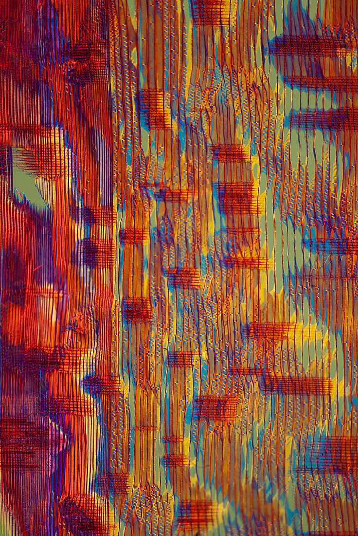 Section of Norway spruce, polarised light micrograph