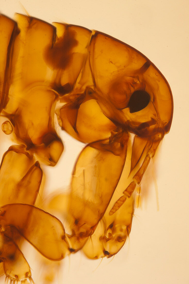 Head of female human flea, light micrograph