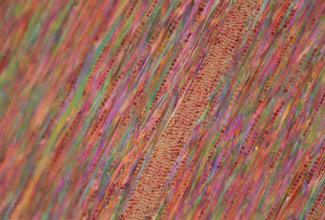Section of English oak, polarised light micrograph