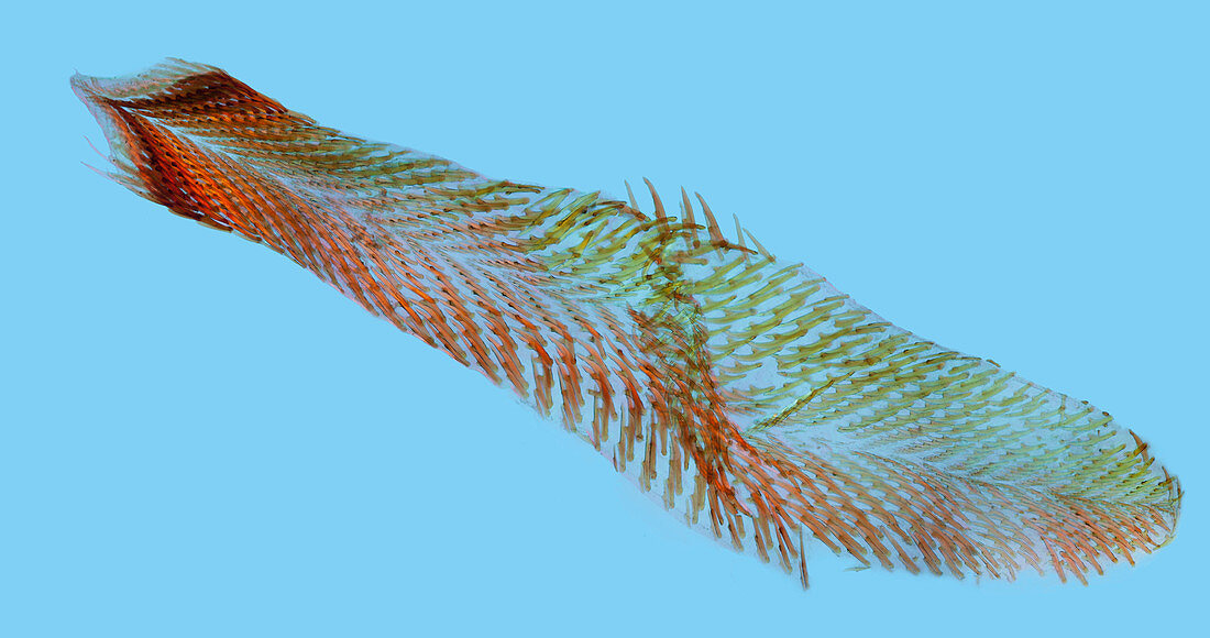 Palate of carnivorous slug, polarised light micrograph