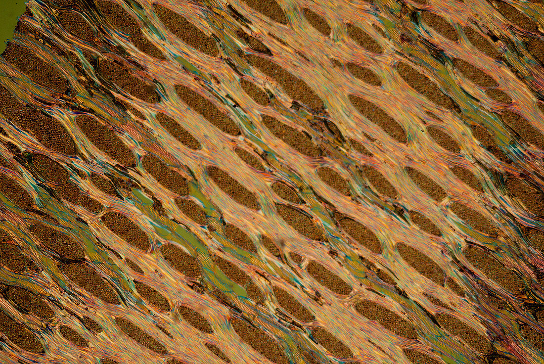 Section of English elm, polarised light micrograph
