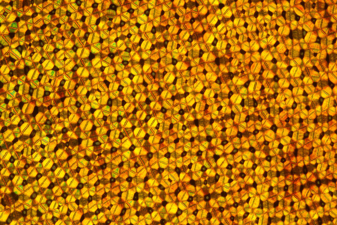 Section of vegetable ivory, polarised light micrograph
