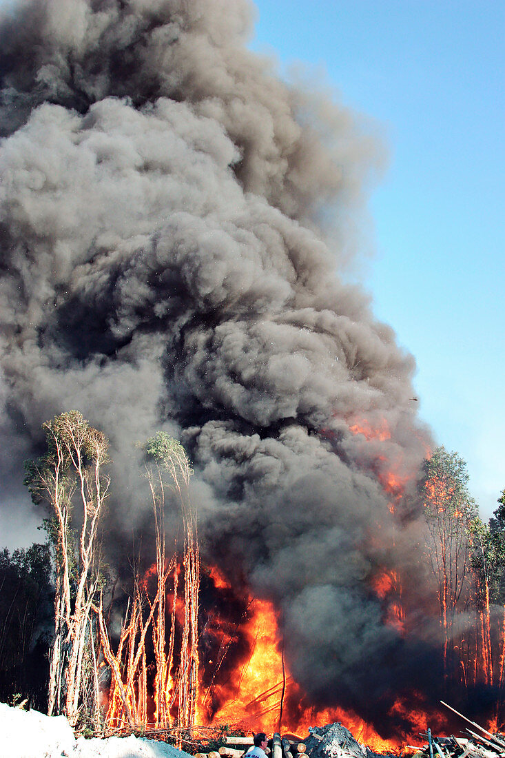 Smoke from a controlled burn of trees, Florida, USA