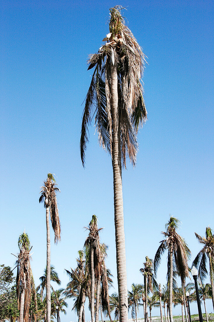 Hurricane damage to palm trees, Florida, USA