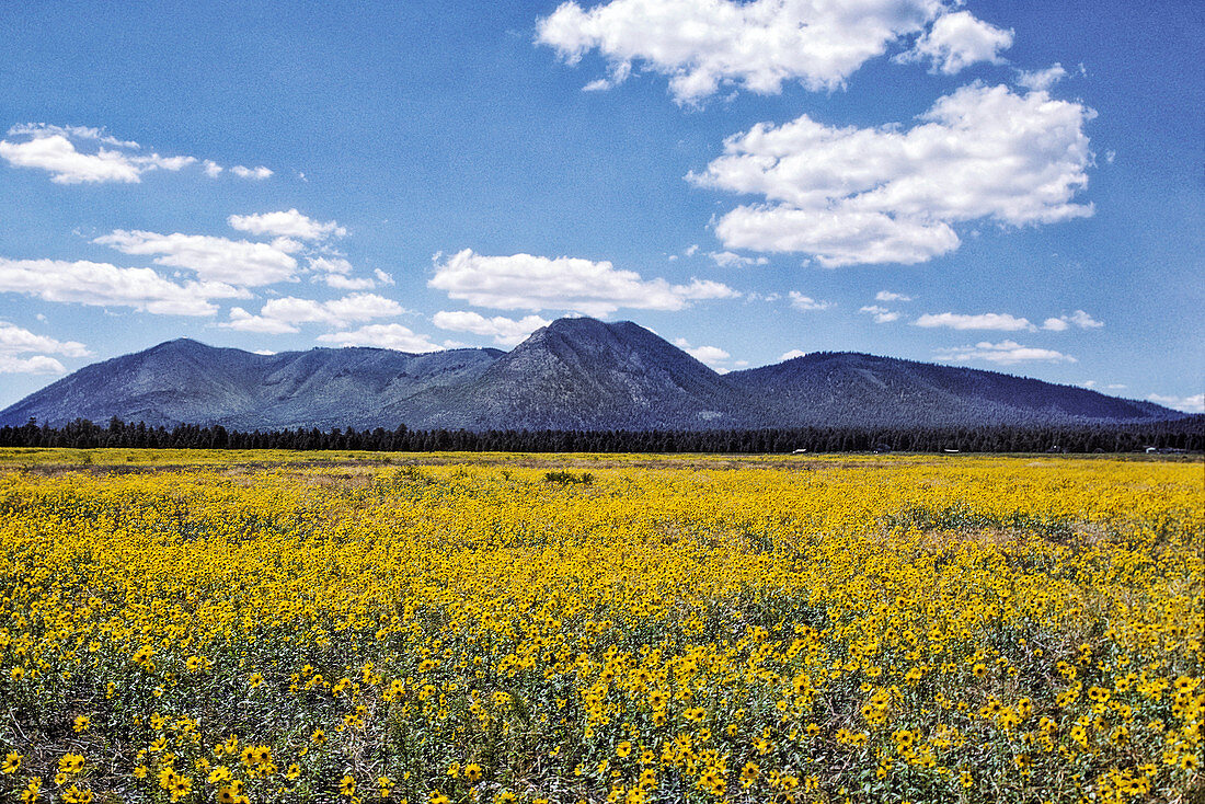 Field of wildflowers, Arizona, USA