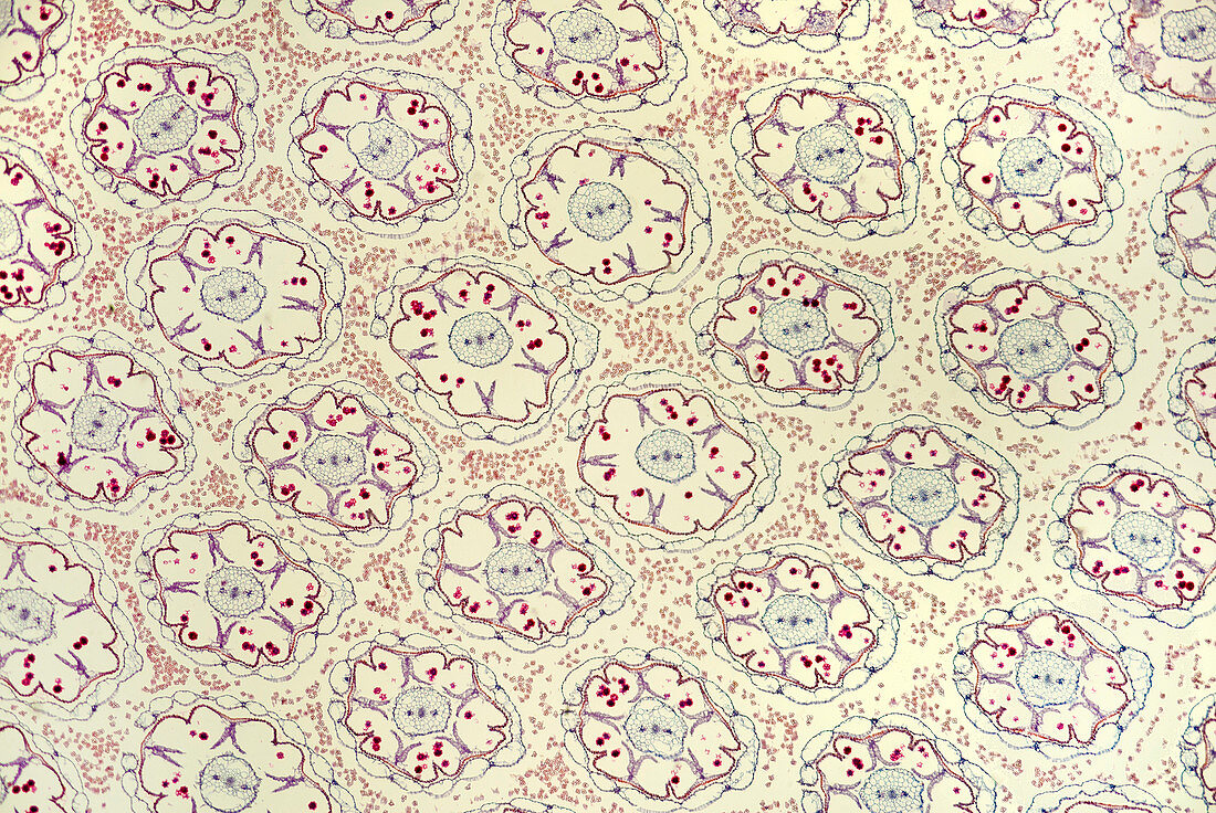 Cross-section of dandelion bud, light micrograph